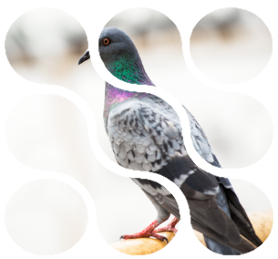 vogels